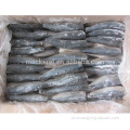 Frutos do mar congelados Pacific Mackerel HGT Fish